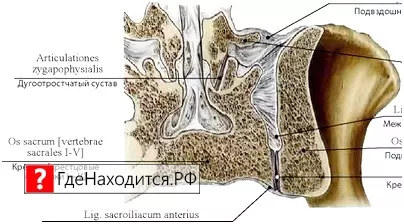 Где Находятся Суставы У Человека Фото